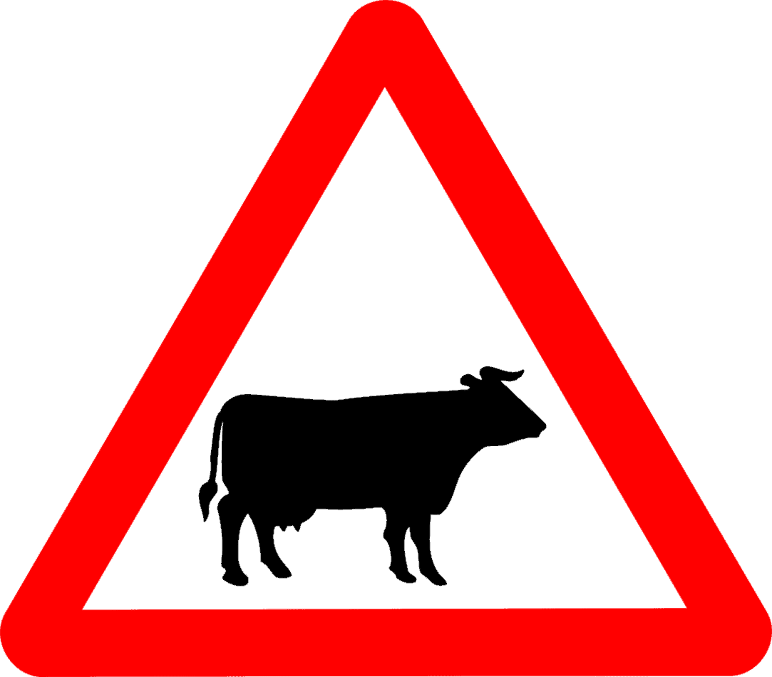 cattle-signs-in-the-uk-how-to-best-read-them-oinks-and-bots